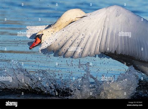 Mute swan cob aggressive behavior Stock Photo - Alamy