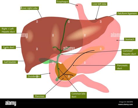 Anatomía del hígado y de la vesícula biliar Imagen Vector de stock - Alamy