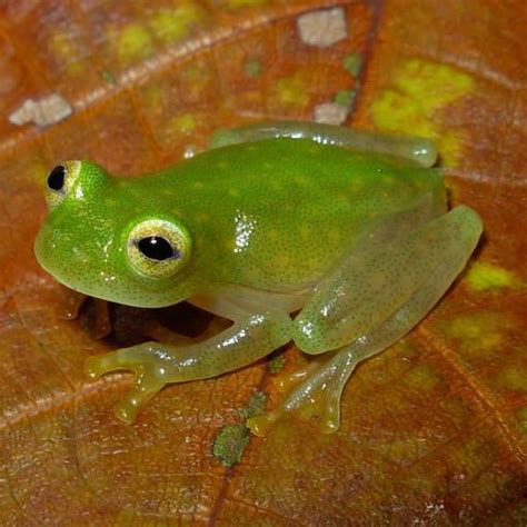 Why is the Glass Frog Endangered? - AMPHIPEDIA