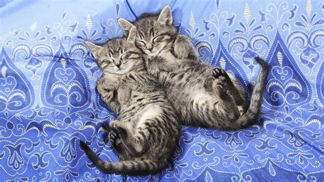 Cute Kittens Sleeping HD desktop wallpaper : Widescreen : High Definition : Fullscreen