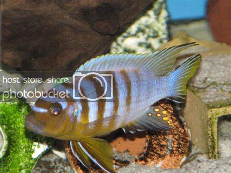 mbuna identification | Cichlid Fish Forum