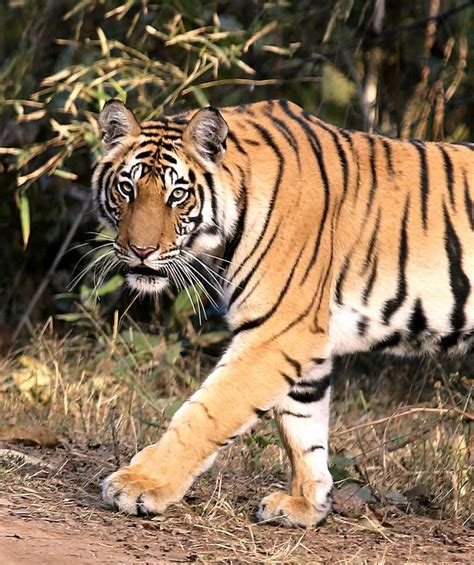 Three cheers for India's Tigers! - Rediff.com India News