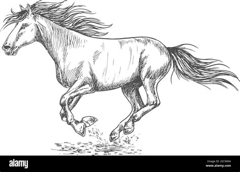 Galloping Horse Sketch