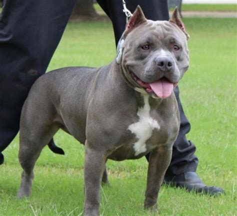 63+ American Bully Pit Puppies For Sale - l2sanpiero