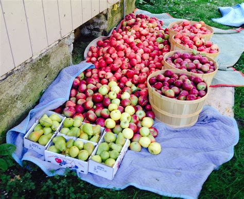 Making Apple Cider – Mink Hollow Farm