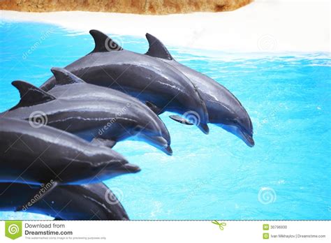 Dolphin show stock photo. Image of dance, ocean, aquarium - 30796930