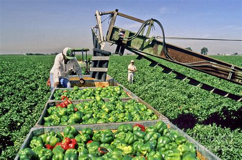 Bell Pepper Harvest Photograph by Inga Spence - Fine Art America