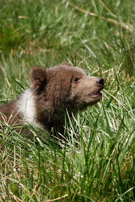 Grizzly bear cub sitting in green grass — Stock Photo © DonyaNedomam #65466435