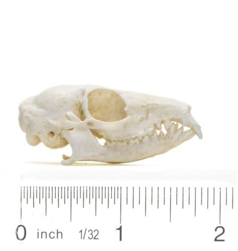 Tree Shrew Skull Replica