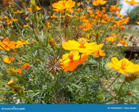 Mexican Marigold Flower Garden, Closeups. Stock Photo - Image of closeup, bright: 102062822