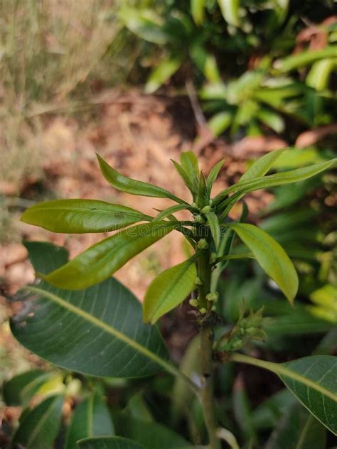 Mango tree leaves stock photo. Image of produce, garden - 207932374