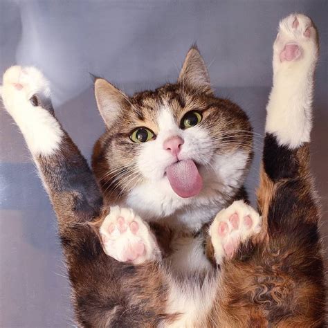 This cat doing... cat things : AnimalsBeingDerps