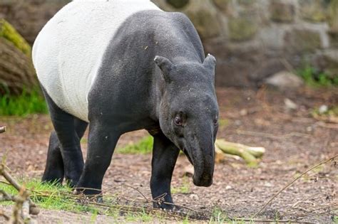 Malayan Tapir Facts, Distribution, Behavior, Adaptations