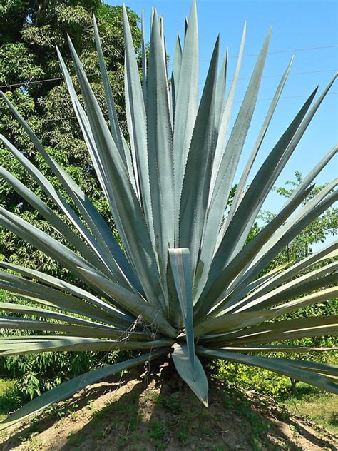 XL True Blue Tequila Agave Plant, Weber Azul (agave tequilana) – Urban Tropicals