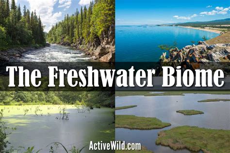 Freshwater Biome Facts: Freshwater Habitats, Animals & Plants