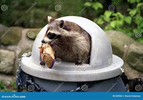 Raccoon Raiding Trash Can. Royalty Free Stock Photos - Image: 2958