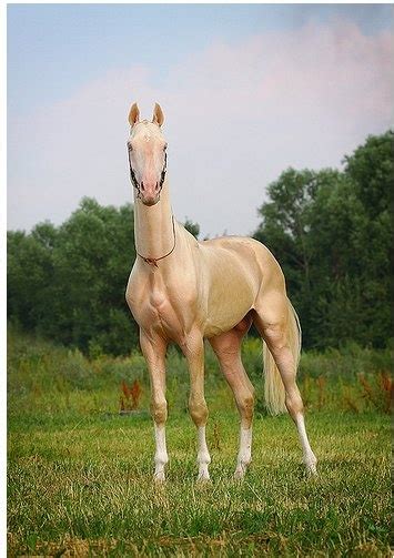 Turkmenistan's horses Akhal Teke | Happy Place | Pinterest