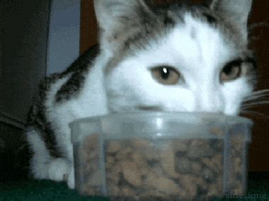 Cat Eating GIFs - Find & Share on GIPHY