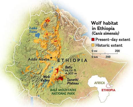 Biodiversity: A LOSS OF GENETIC INTEGRITY- Hybridization in the most endangered canid, Canis ...