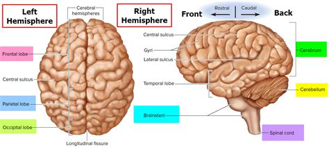 Central nervous system (Brain) - Overall Science