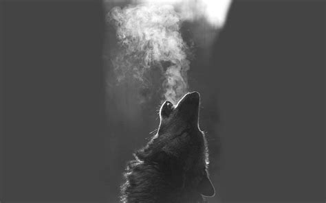 Wolf Howling Wallpaper Hd