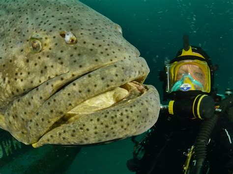 This giant grouper is a rare species of fish | 15 Minute News