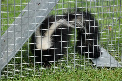 Skunk Removal – Complete Wildlife Removal