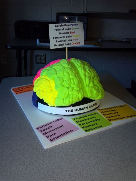 brain project Brain Science, Teaching Science, Health Science, Science Labs, Chemistry ...