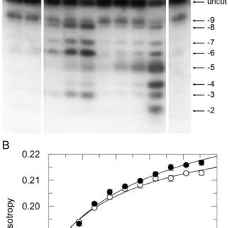 Solution structure of PFV RNase H. (A) Superposition of the 19 lowest... | Download Scientific ...