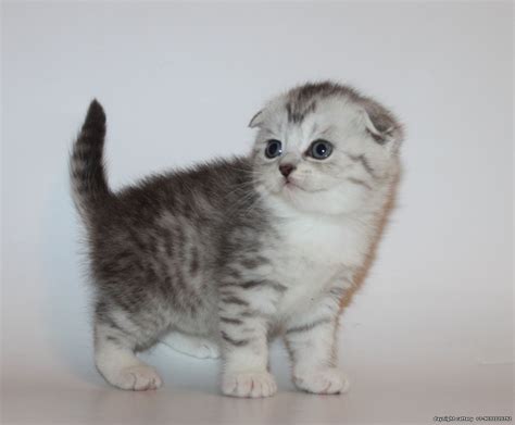 White Scottish Fold Munchkin Cat