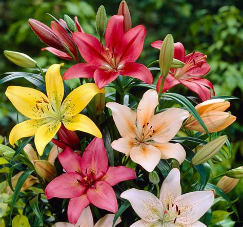 Hardy Asiatic Lily 8 Bulbs Mixed Colors - Lovely Collection! - 14/16 cm Bulbs - Walmart.com ...