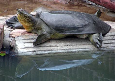 Is Yangtze Giant Softshell Turtle Extinct?