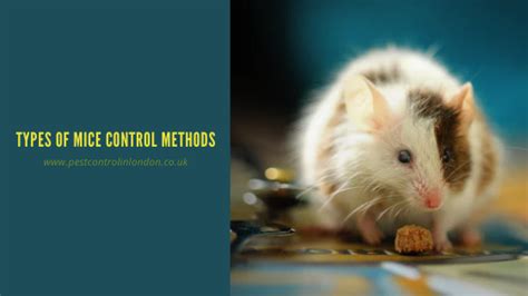 Types of Mice control Methods | Pest Exterminators