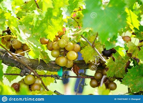 Muscadine Grape Tree in the Harvest Season in Florida Stock Image - Image of grass, muscadine ...