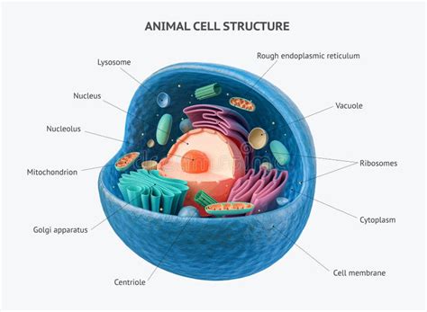 3d Rendering of Animal Cell with Organelles Stock Illustration - Illustration of microscopic ...