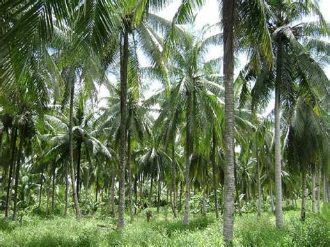 Lukisan Pokok Kelapa Di Tepi Pantai / Lukisan Pokok Kelapa Di Tepi Pantai | Cikimm.com - Una ...