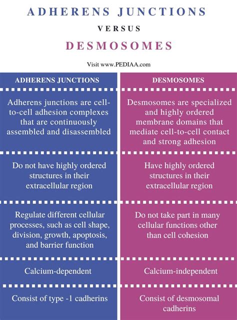 What is the Difference Between Adherens Junctions and Desmosomes - Pediaa.Com