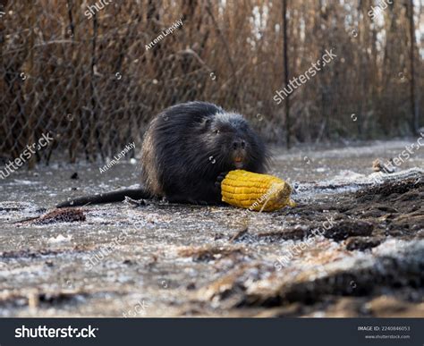 25 Nutria Grain Images, Stock Photos, 3D objects, & Vectors | Shutterstock