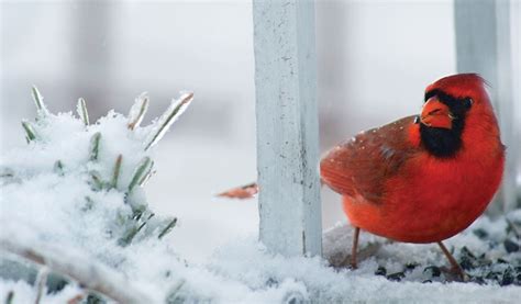 A Winter’s Haiku for you – Globetrotting Grandpa