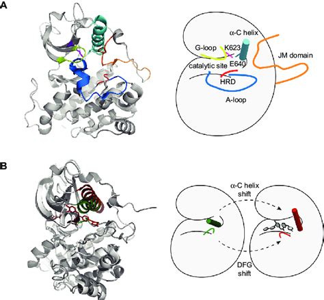 Structural features of the catalytic c-KIT domain. (A) Inactive ...