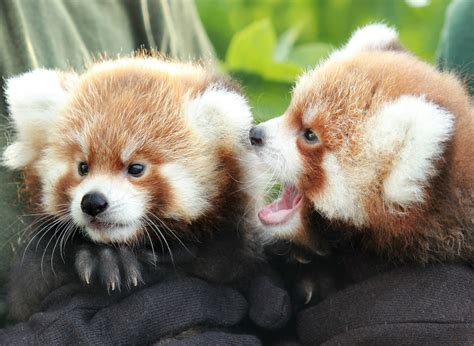 Now Hear This: Red Panda Cubs Make Their Debut - ZooBorns