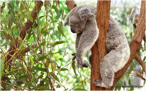 Israbi: Koalas Diet And Habitat