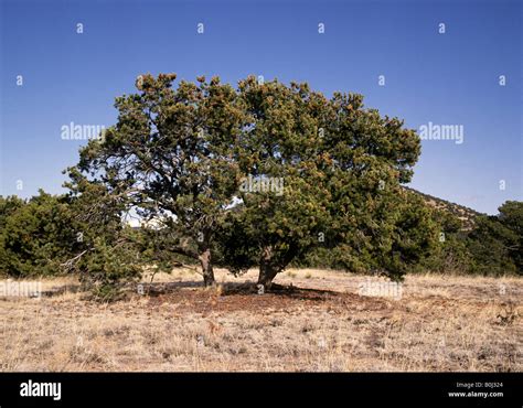 Portrait of a pinon tree pinus edulis is the New Mexico State Tree ...