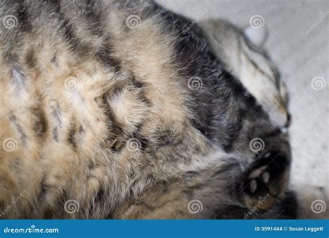 Fat cat sleeping stock photo. Image of closeup, lying - 3591444