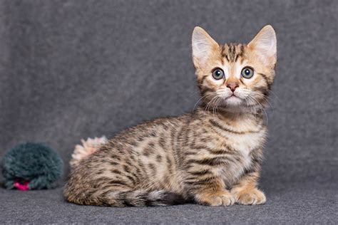 Munchkin Bengal Cat: Pictures, Temperament & Traits | Hepper