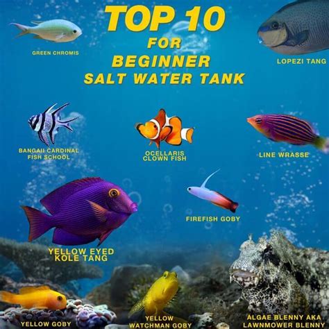 Top 10 Saltwater Aquarium Fish For Beginners - Complete Guide