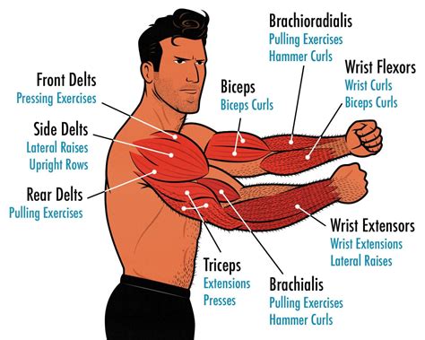 Muscular Forearms Workout