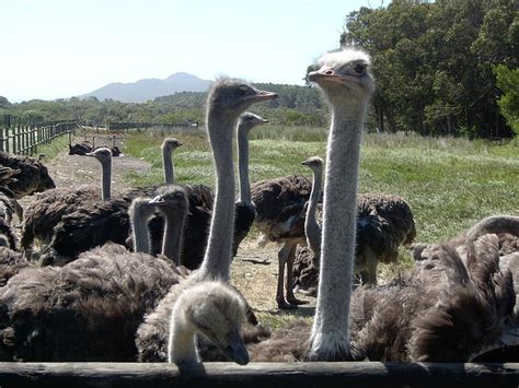 Cape Town Ostrich South Africa - Free photo on Pixabay - Pixabay