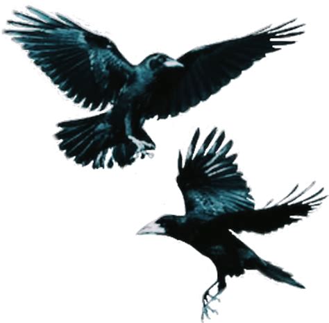 Flying Rook Bird Png Clipart - PNG All