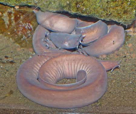 Hagfish Species Profile, Alaska Department of Fish and Game